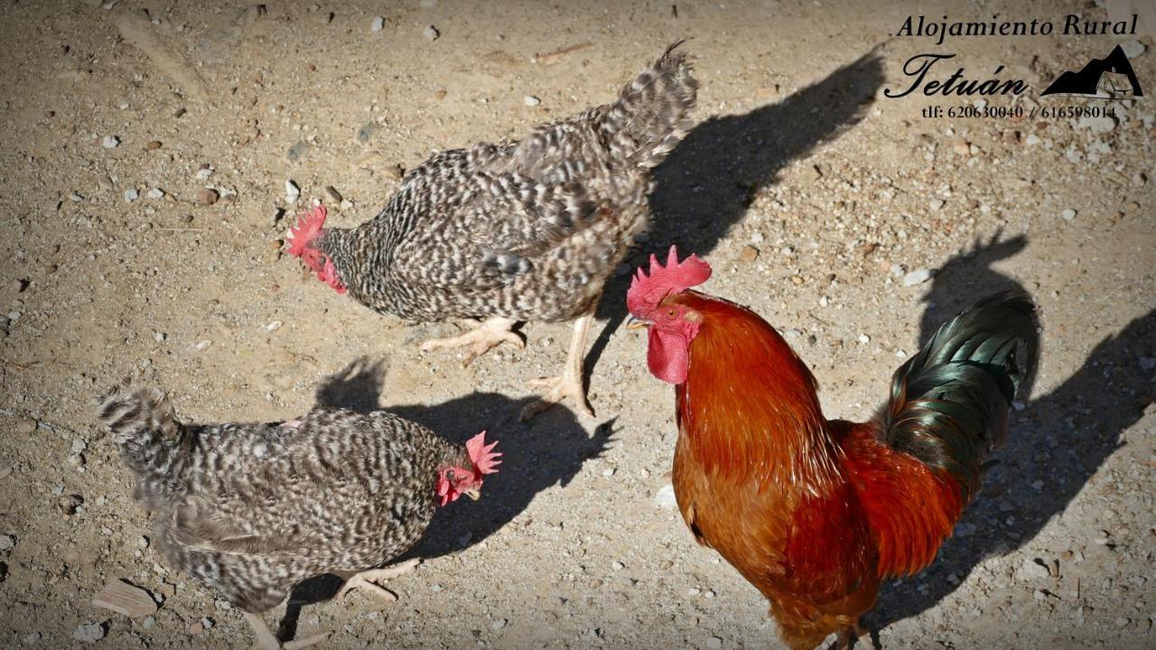 Alojamiento Rural Tetuan Árchez Εξωτερικό φωτογραφία